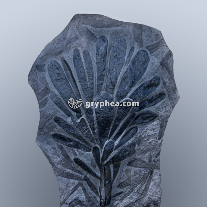 Cordaites - feuilles (ancêtre des Gymnospermes, Carbonifère, taille de l'échantillon 1,20 m) - gryphea.com